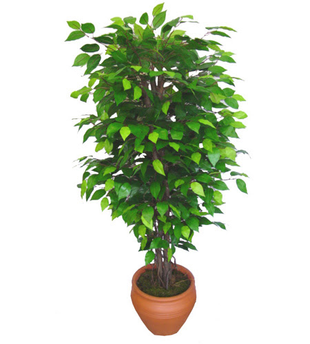 Ficus Benjamin 1,50 cm   Kırşehir uluslararası çiçek gönderme 