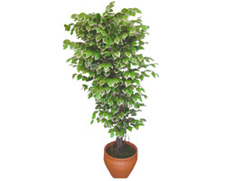 Ficus zel Starlight 1,75 cm   Krehir iek siparii vermek 
