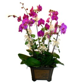  Krehir iek siparii vermek  4 adet orkide iegi