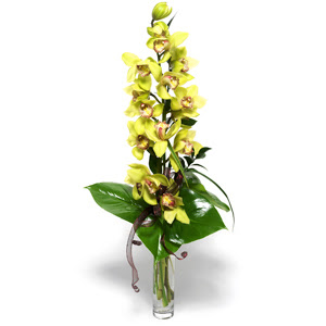  Krehir online ieki , iek siparii  cam vazo ierisinde tek dal canli orkide