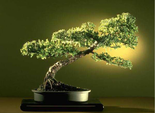 ithal bonsai saksi iegi  Krehir ucuz iek gnder 