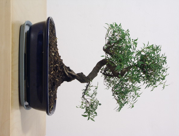 ithal bonsai saksi iegi  Krehir iekiler 