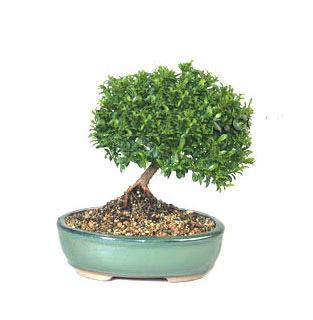ithal bonsai saksi iegi  Krehir online iek gnderme sipari 