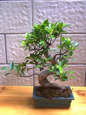 ithal bonsai saksi iegi  Krehir 14 ubat sevgililer gn iek 