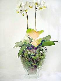  Krehir iek gnderme  Cam yada mika vazoda zel orkideler