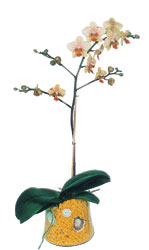  Krehir internetten iek siparii  Phalaenopsis Orkide ithal kalite