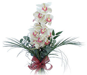  Krehir hediye iek yolla  Dal orkide ithal iyi kalite