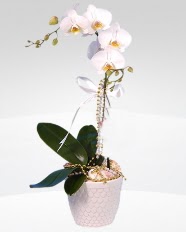 1 dallı orkide saksı çiçeği  Kırşehir güvenli kaliteli hızlı çiçek 