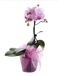 1 dal pembe orkide saksı çiçeği  Kırşehir çiçek servisi , çiçekçi adresleri 
