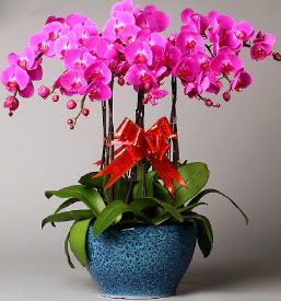7 dall mor orkide  Krehir anneler gn iek yolla 