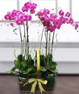 4 dall mor orkide  Krehir iek maazas , ieki adresleri 