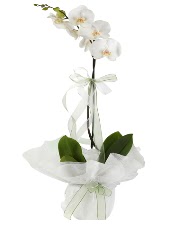 1 dal beyaz orkide iei  Krehir iekiler 