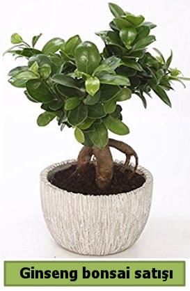 Ginseng bonsai japon aac sat  Krehir iek yolla 