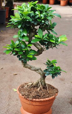 Orta boy bonsai saks bitkisi  Krehir internetten iek sat 