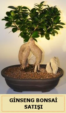 thal Ginseng bonsai sat japon aac  Krehir hediye iek yolla 