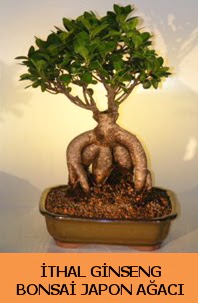 thal japon aac ginseng bonsai sat  Krehir online ieki , iek siparii 