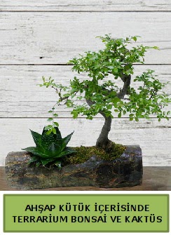 Ahap ktk bonsai kakts teraryum  Krehir internetten iek sat 