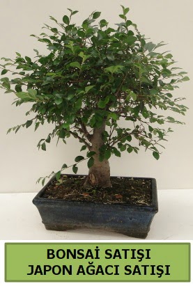 Minyatr bonsai japon aac sat  Krehir iek yolla , iek gnder , ieki  