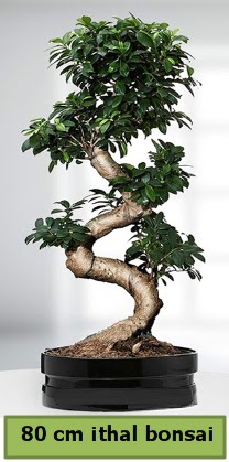 80 cm özel saksıda bonsai bitkisi  Kırşehir çiçek yolla 