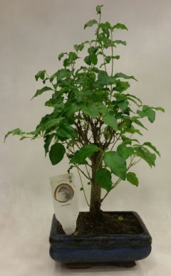 Minyatr bonsai japon aac sat  Krehir iek yolla 