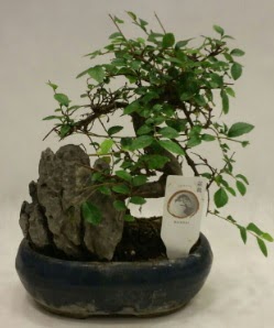 thal 1.ci kalite bonsai japon aac  Krehir iek gnderme 
