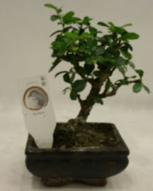 Kk minyatr bonsai japon aac  Krehir iek gnderme sitemiz gvenlidir 