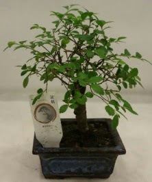 Minyatr ithal japon aac bonsai bitkisi  Krehir iek gnderme 