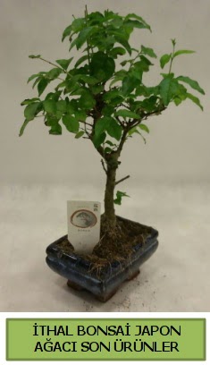 thal bonsai japon aac bitkisi  Krehir 14 ubat sevgililer gn iek 