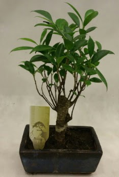 Japon aac bonsai bitkisi sat  Krehir iek yolla 