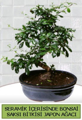 Seramik vazoda bonsai japon aac bitkisi  Krehir hediye iek yolla 