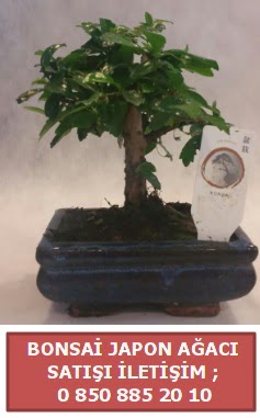 Japon aac minyar bonsai sat  Krehir iek gnderme 