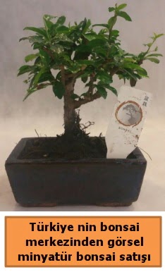 Japon aac bonsai sat ithal grsel  Krehir nternetten iek siparii 