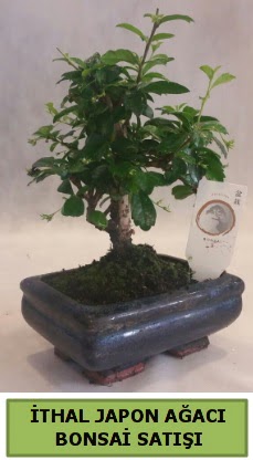 thal japon aac bonsai bitkisi sat  Krehir iek yolla 