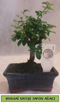 Minyatr bonsai aac sat  Krehir iek gnderme sitemiz gvenlidir 