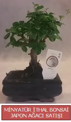 Kk grsel bonsai japon aac bitkisi  Krehir ieki telefonlar 