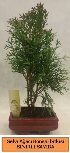 Selvi aac bonsai japon aac bitkisi  Krehir iek gnderme 