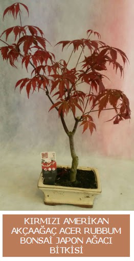 Amerikan akaaa Acer Rubrum bonsai  Krehir cicek , cicekci 