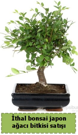 thal bonsai saks iei Japon aac sat  Krehir online ieki , iek siparii 