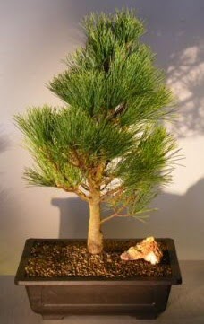am aac japon aac bitkisi bonsai  Krehir iek yolla 