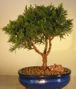 Servi am bonsai japon aac bitkisi  Krehir nternetten iek siparii 