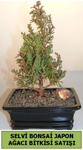 Selvi am japon aac bitkisi bonsai  Krehir iek yolla 