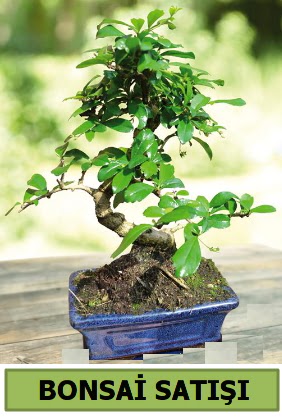 am bonsai japon aac sat  Krehir iek gnderme 