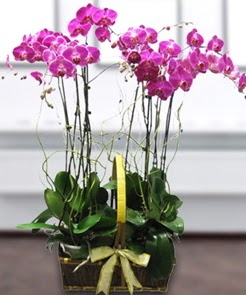7 dall mor lila orkide  Krehir iek yolla , iek gnder , ieki  