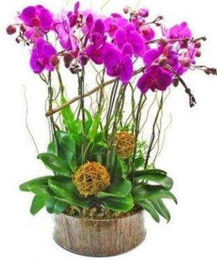 Ahap ktkte lila mor orkide 8 li  Krehir ieki maazas 