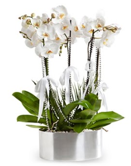 Be dall metal saksda beyaz orkide  Krehir nternetten iek siparii 