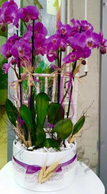Seramik vazoda 4 dall mor lila orkide  Krehir internetten iek siparii 