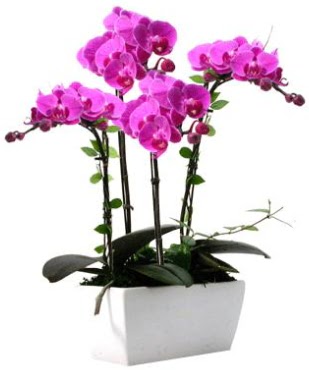 Seramik vazo ierisinde 4 dall mor orkide  Krehir iek gnderme 
