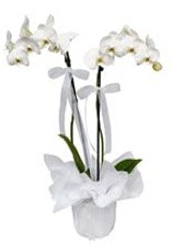 2 dall beyaz orkide  Krehir iek maazas , ieki adresleri 