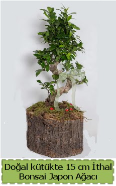 Doal ktkte thal bonsai japon aac  Krehir iek gnderme sitemiz gvenlidir 