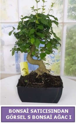 S dal erilii bonsai japon aac  Krehir iek gnderme 